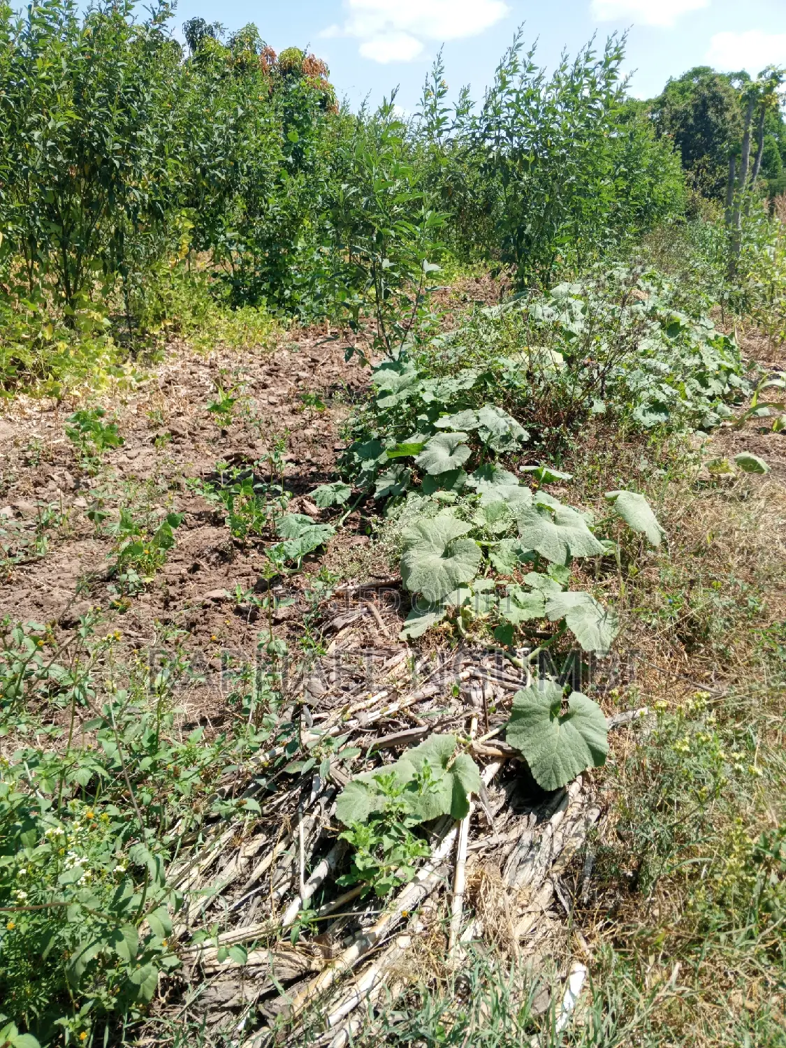 Two (2) Acres at Machakos Vota