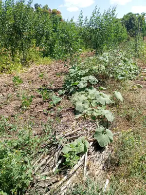 Two (2) Acres at Machakos Vota
