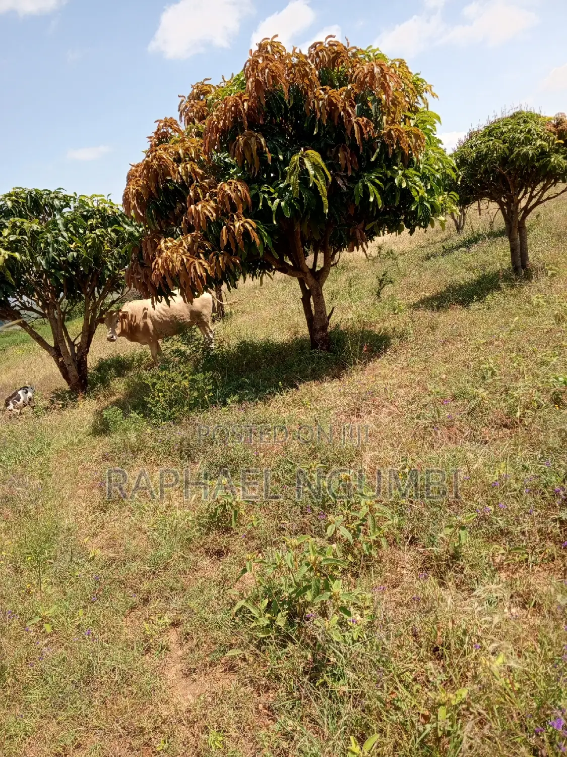4 Acres at Mua Mathatani