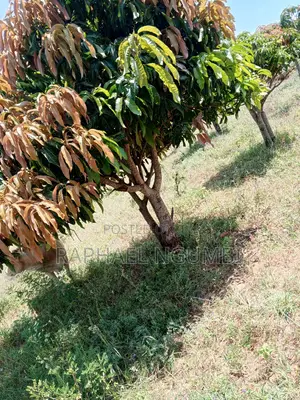 4 Acres at Mua Mathatani