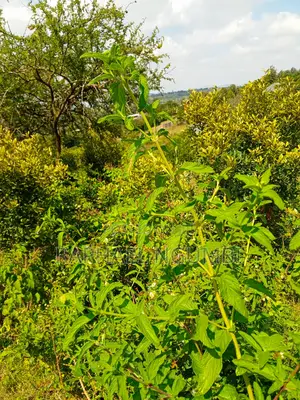 Mua Hills 3 Acres