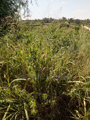 Mua Hills 3 Acres