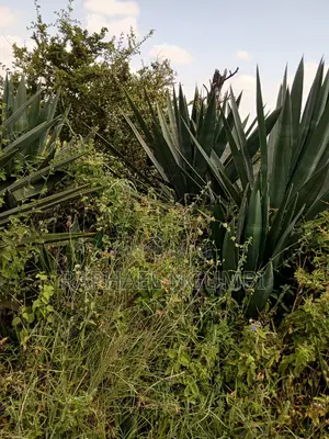 Mua Hills 3 Acres
