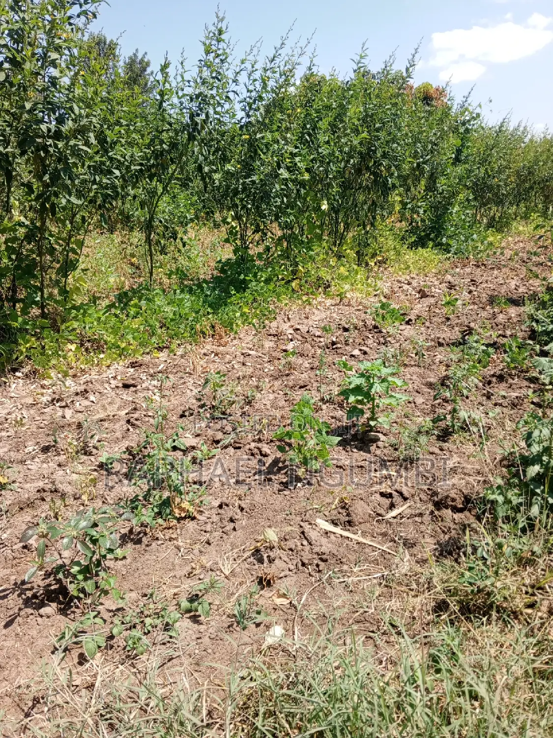 Mua Hills 3 Acres
