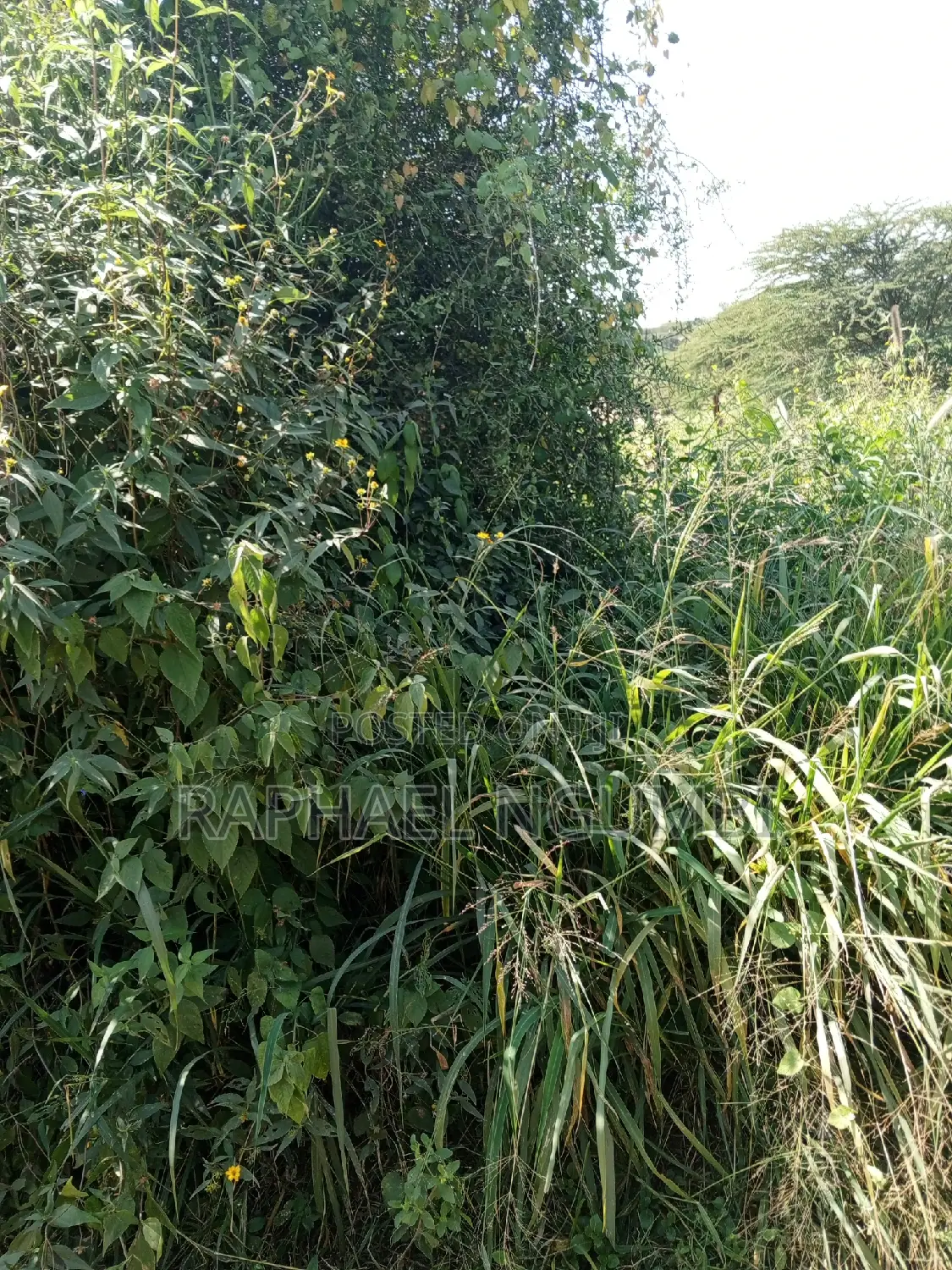 Mua Hills 3 Acres