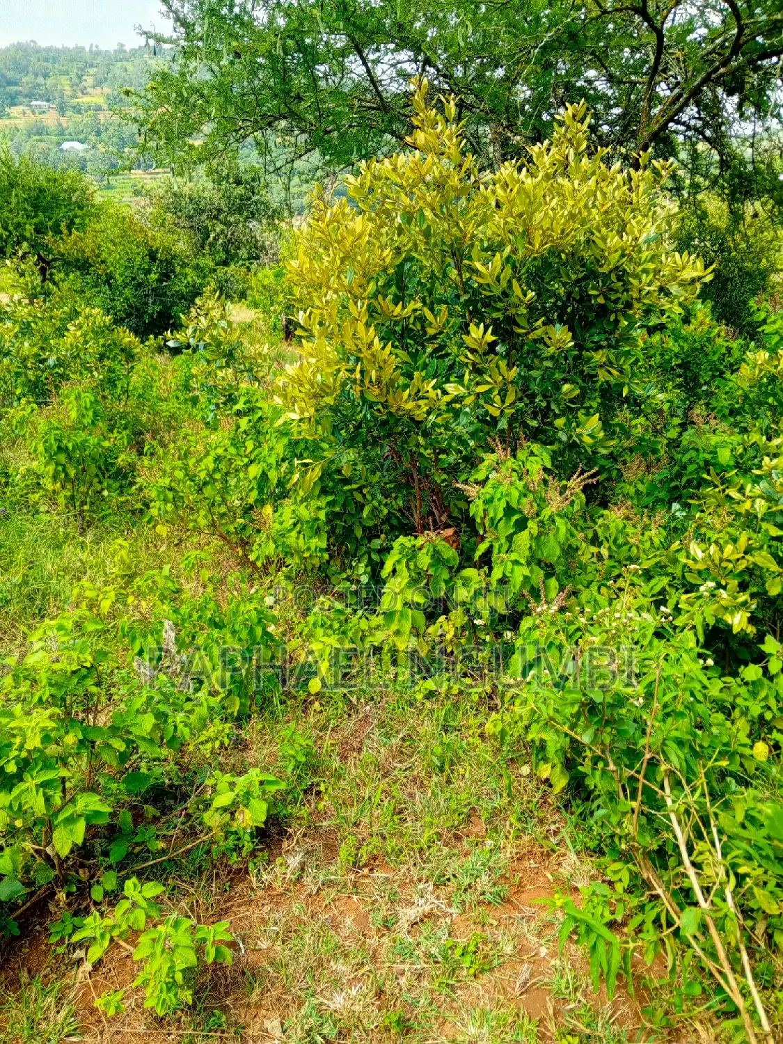 Mua 5 Acres at Sonko Area