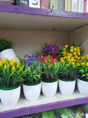Coloured Bonsai Potted Flowers