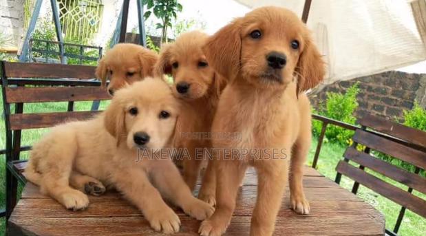 1-3 months Male Purebred Golden Retriever