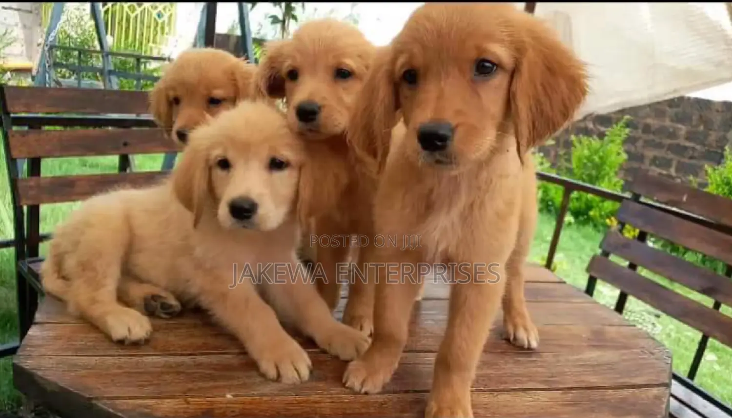 1-3 months Female Purebred Golden Retriever
