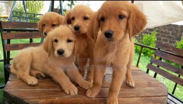 1-3 months Female Purebred Golden Retriever