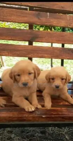 1-3 months Male Purebred Golden Retriever