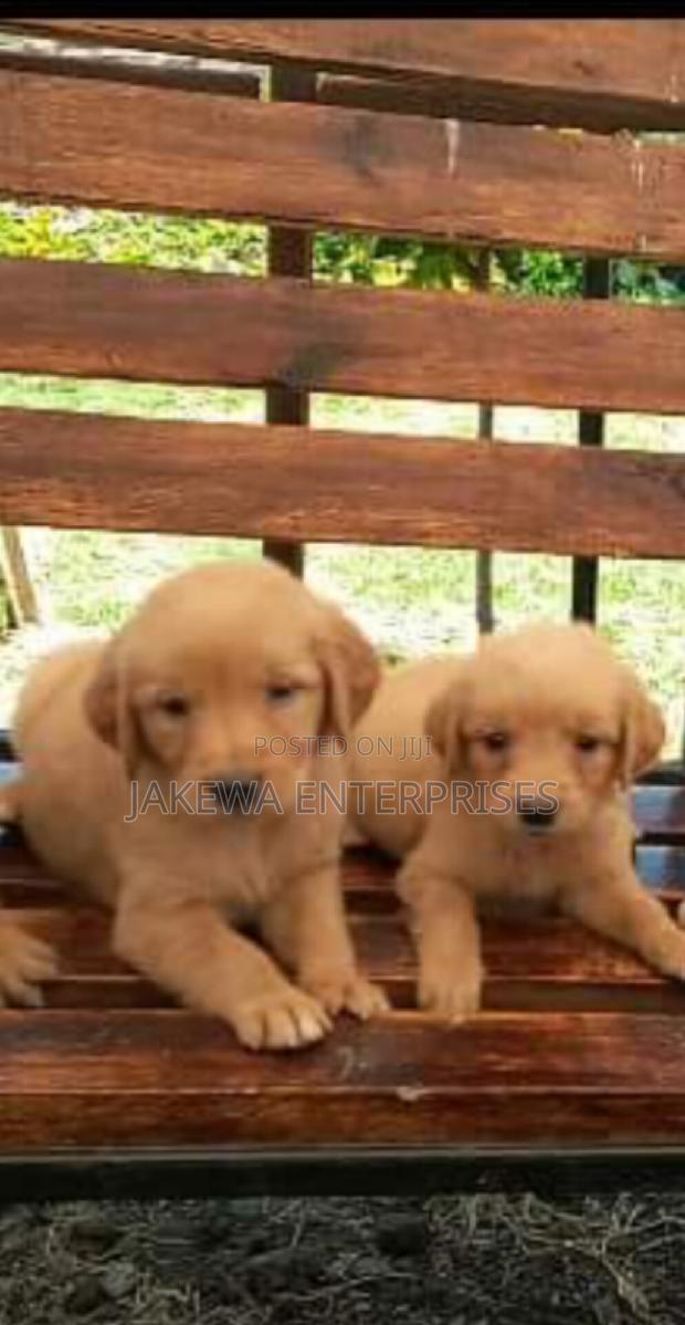 1-3 months Male Purebred Golden Retriever - thumbnail 2
