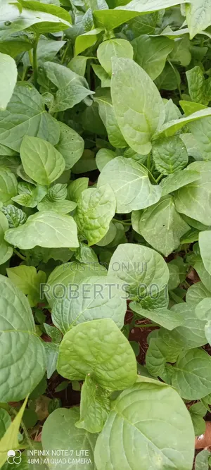 Seedlings. Sukumawiki,Giant Nightshade,Kales and Spinach