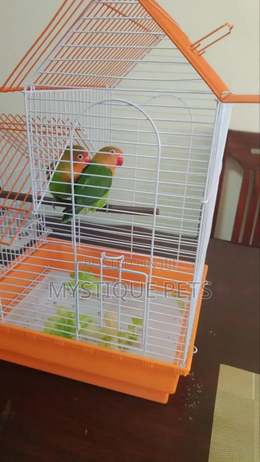 Love Parrot