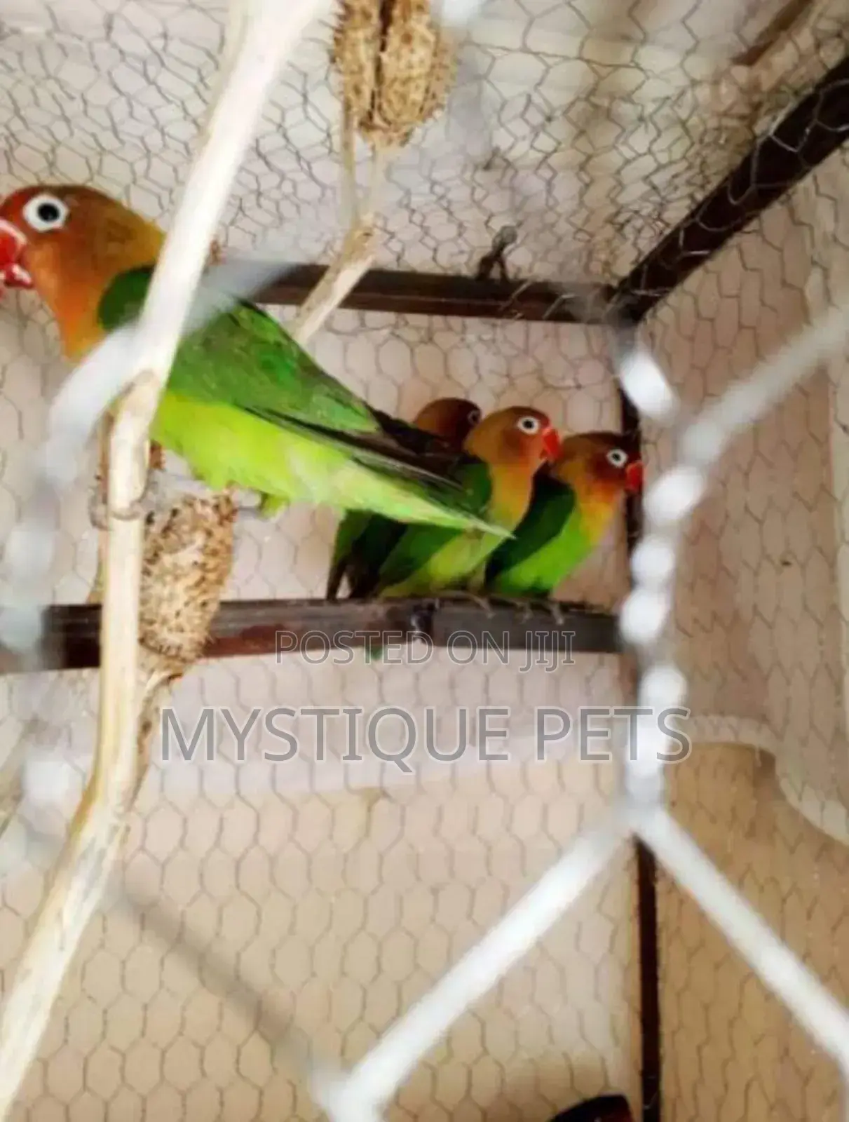 Love Parrot