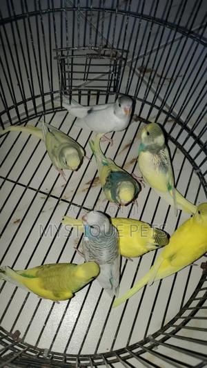 Budgies Pets Birds - thumbnail 2