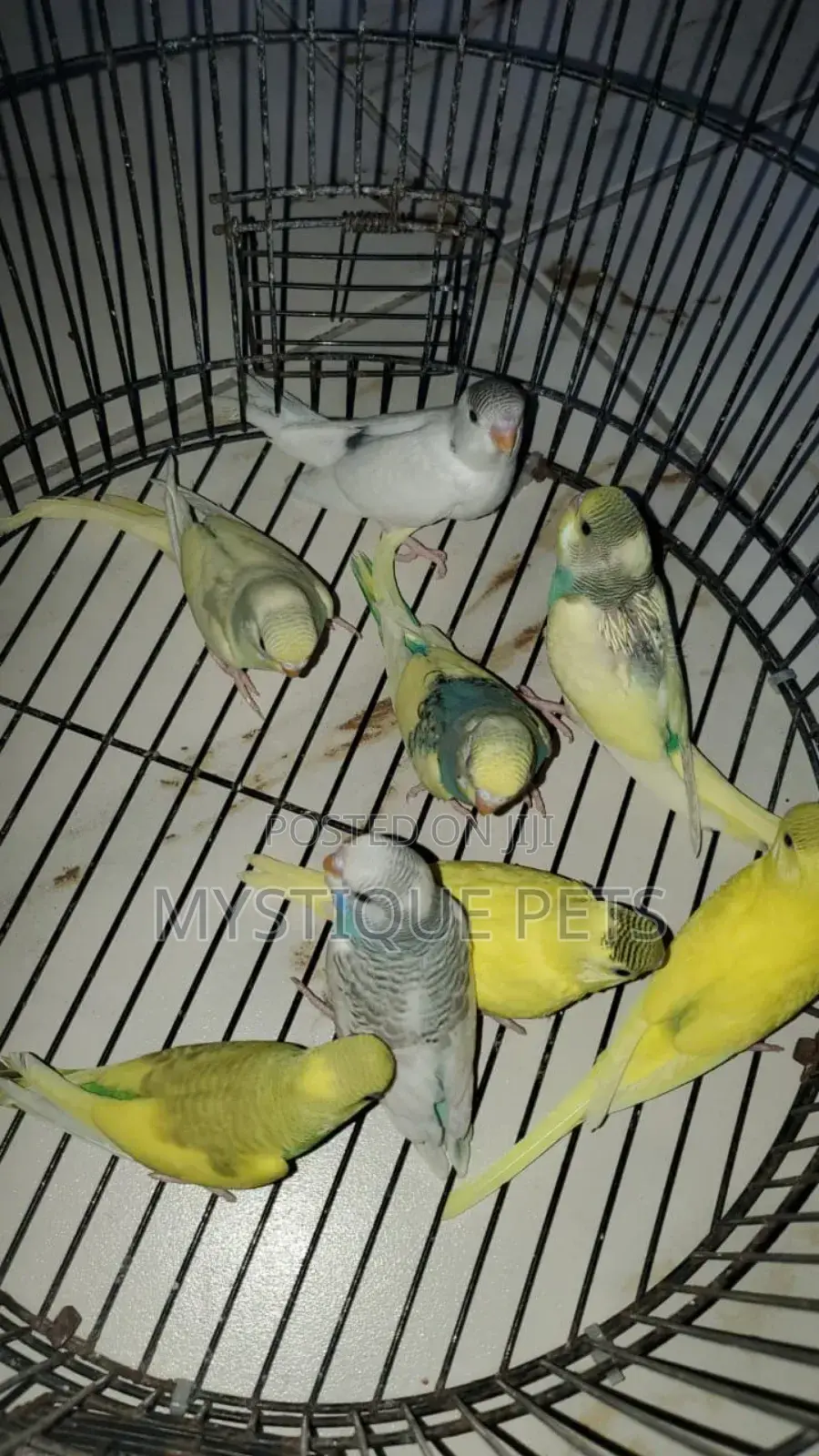 Budgies Pets Birds
