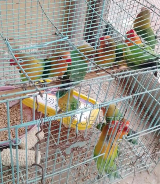 Loving Beautiful Birds - main view