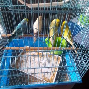 Budgies Pets - thumbnail 2