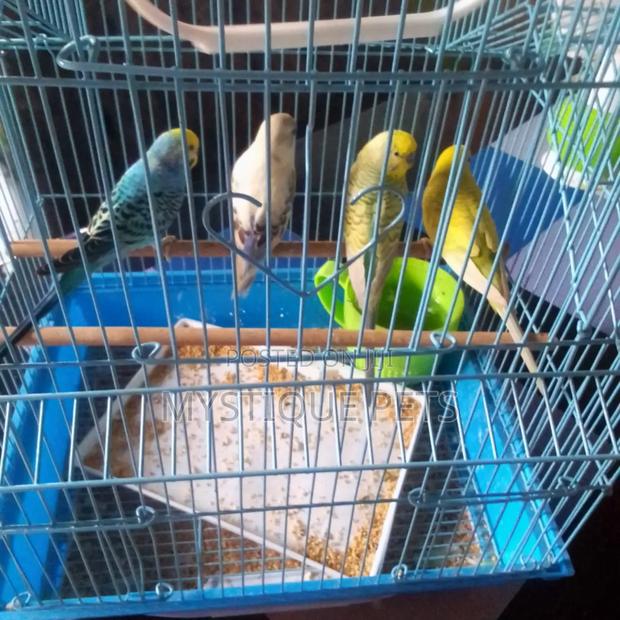 Budgies Pets - main view