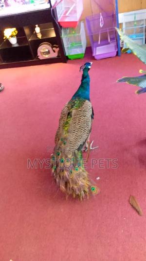 Male Peacock - thumbnail 2