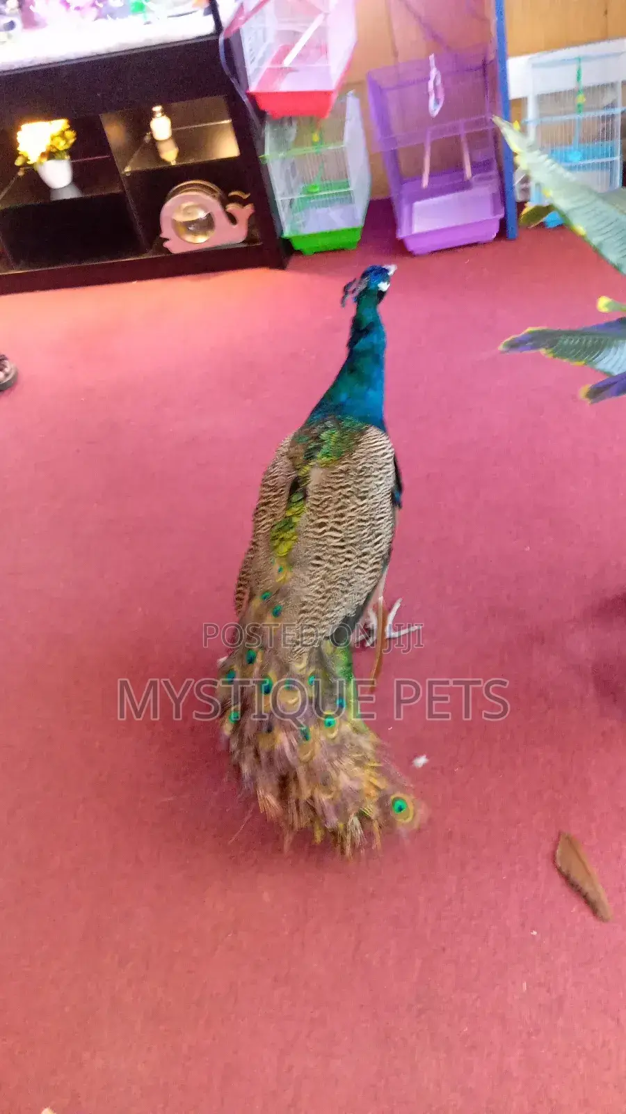 Male Peacock