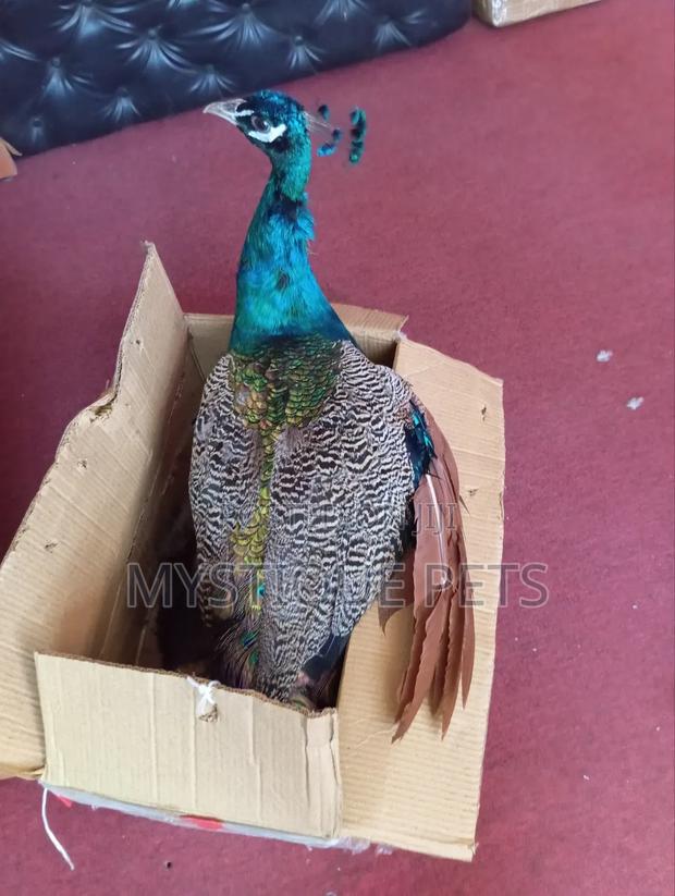 Male Peacock - thumbnail 3