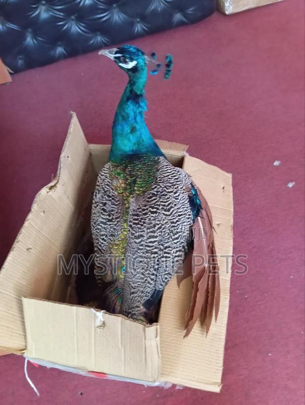 Male Peacock - thumbnail 4