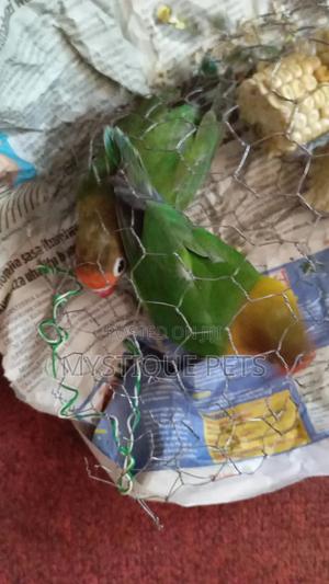 Beautiful African Parrots - thumbnail 2