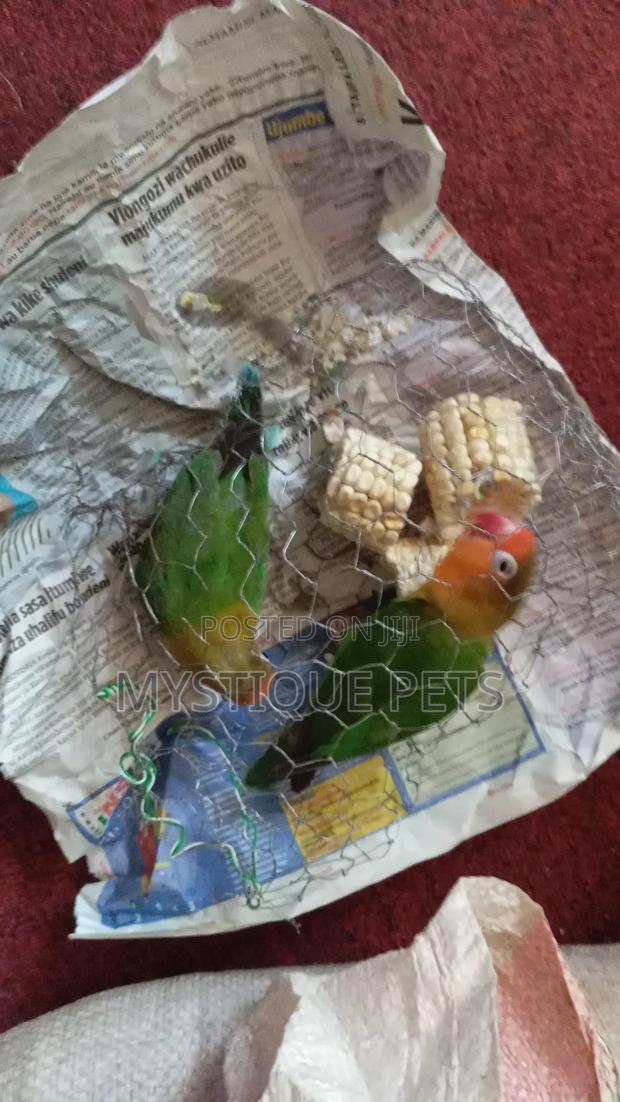 Beautiful African Parrots - thumbnail 3