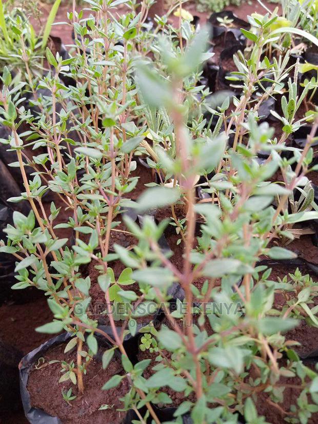 Herbs and Spices Seedlings - thumbnail 2
