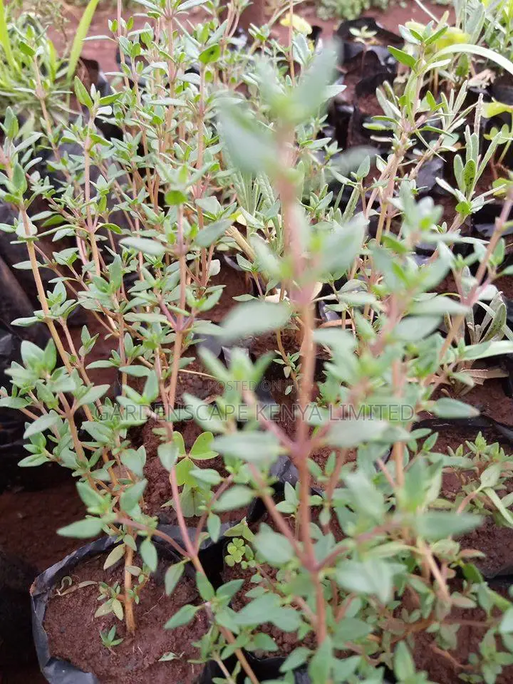 Herbs and Spices Seedlings
