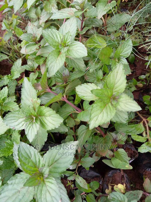 Herbs and Spices Seedlings - thumbnail 3