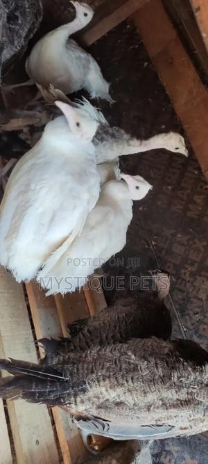 White Peacocks - thumbnail 2