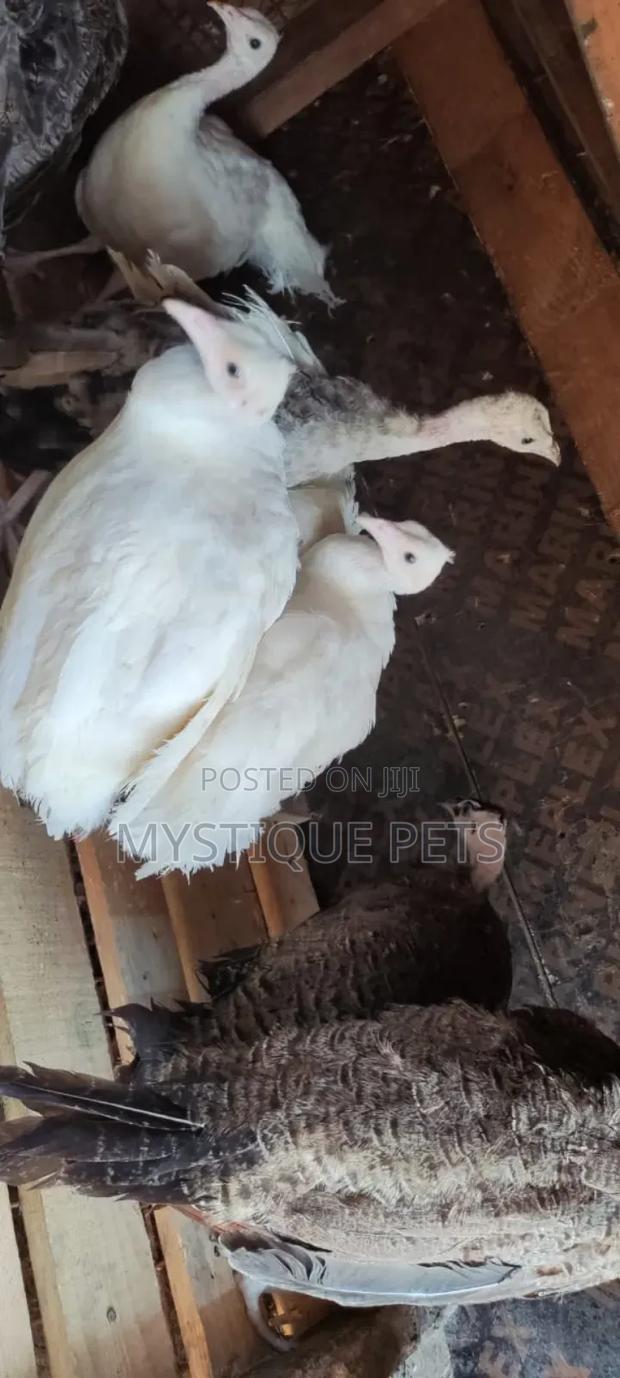 White Peacocks - main view