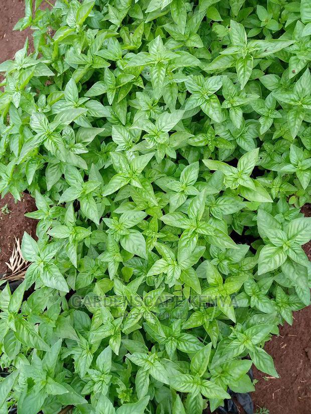 Herbs and Spices Seedlings - thumbnail 4
