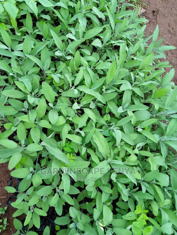 Herbs and Spices Seedlings - thumbnail 5
