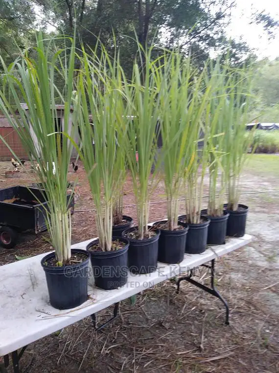 Herbs and Spices Seedlings