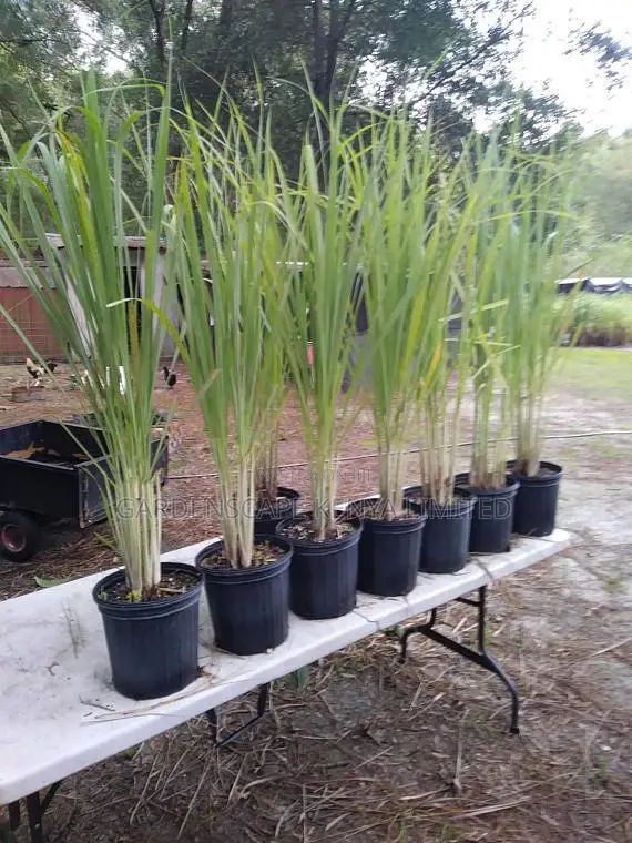 Herbs and Spices Seedlings