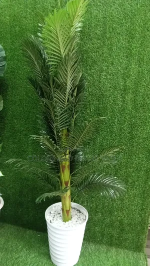Palm Tree 1.6m