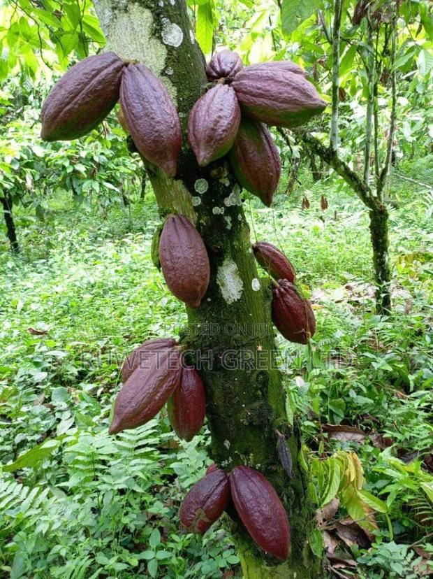 Cocoa Seedlings - main view