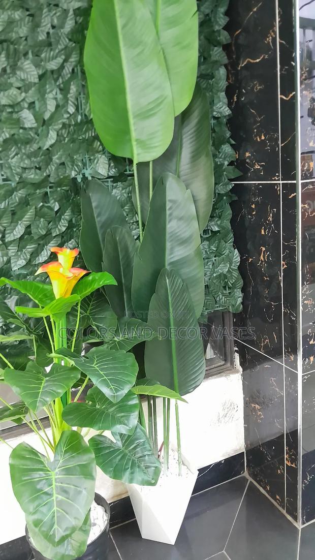 Banana Plant Available 1.6m - main view