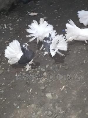 Funtails Birds - thumbnail 2