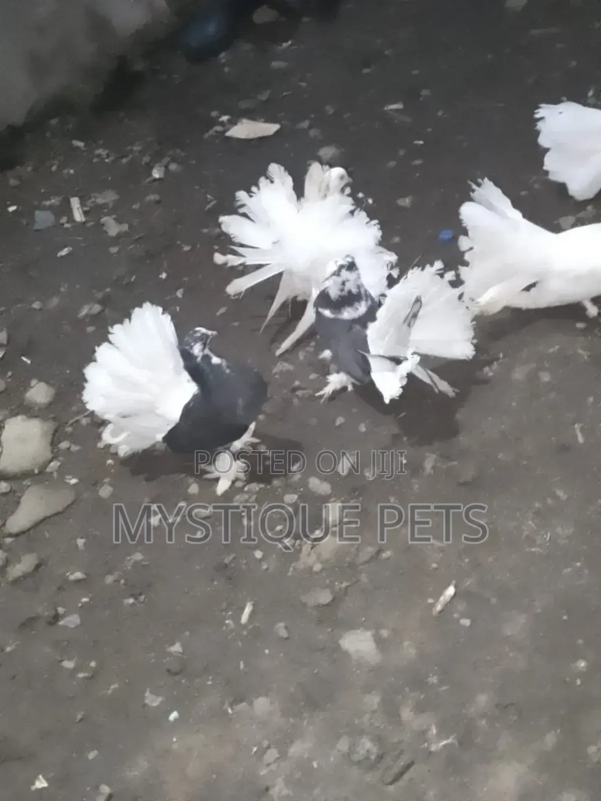 Funtails Birds