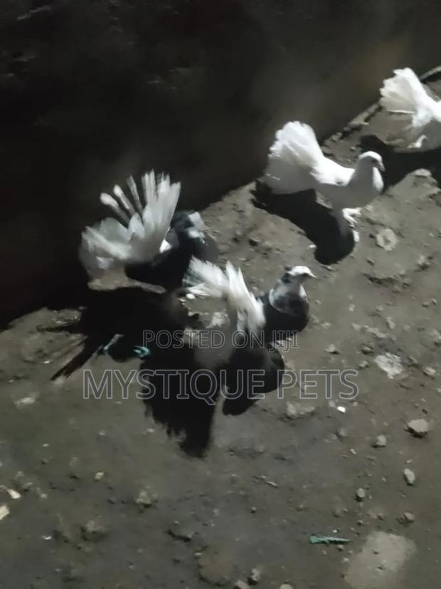 Funtails Birds - thumbnail 4