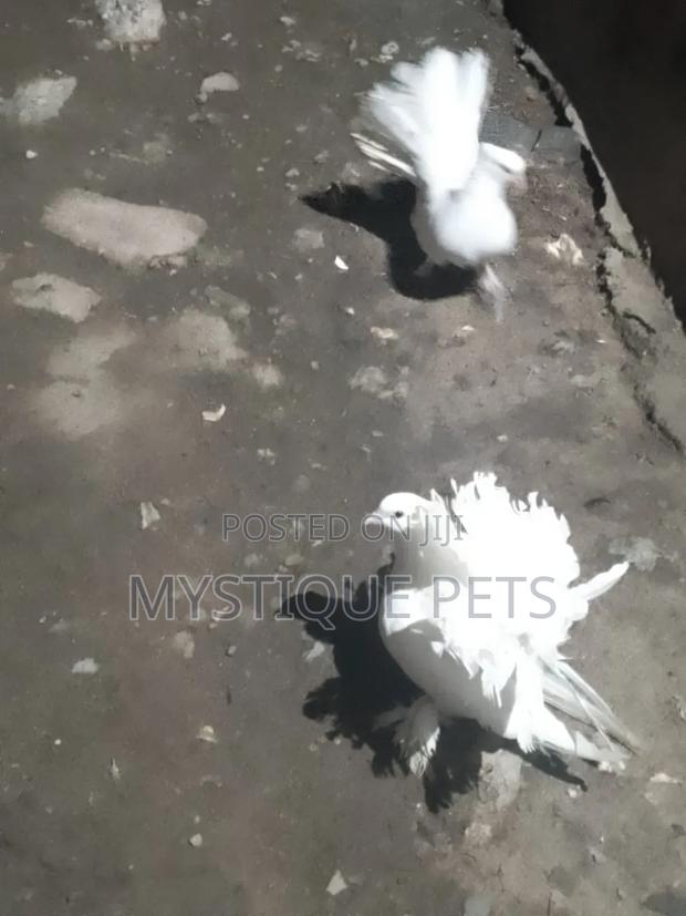 Funtails Birds - thumbnail 5