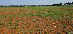 1⁄4 Plots for Sale in Chemaluk Marura in Eldoret