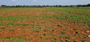 1⁄4 Plots for Sale in Chemaluk Marura in Eldoret
