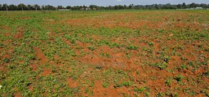 1⁄4 Plots for Sale in Chemaluk Marura in Eldoret