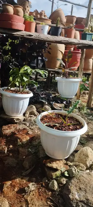 Potted Live Plants in Plastic Pots